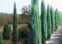 Juniperus virginiana Blue Arrow / Virginiai boróka